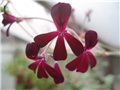 Pelargonium sidoides